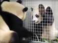 Waarom al die opwinding over parende panda’s Xing Ya en Wu Wen?