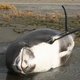 Bruinvissen spoelen in Nederland het vaakst aan