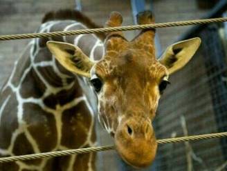 Gezonde giraf geslacht in zoo van Kopenhagen