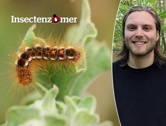 Spot je deze rups tijdens een wandeling door de duinen? Blijf er vooral van weg: “Haren veroorzaken uitslag en erge jeuk”