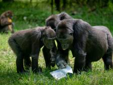 Verzorgers dierentuinen gebruiken mondkapje in contact met apen