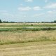 Sigaarplant lisdodde helpt klimaat én de bouw in Burkmeer
