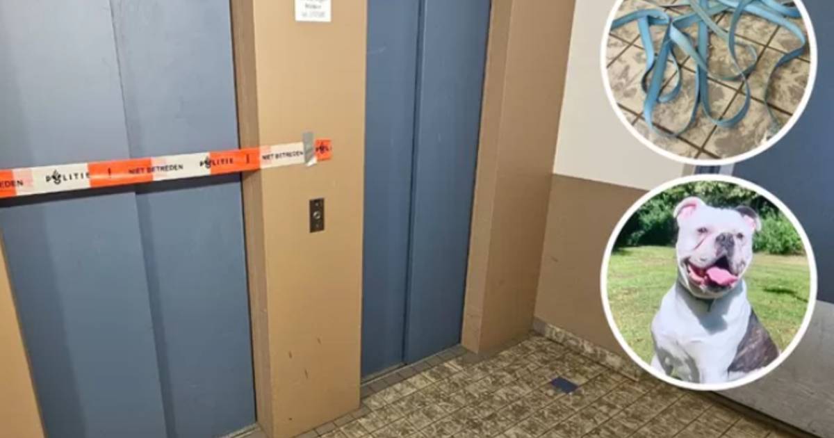 Hond Blits opgehangen bij verschrikkelijk ongeval in lift, Liftinstituut waarschuwt hondengebruikers al langer.