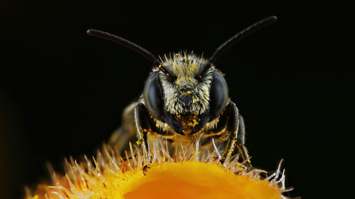 Je zou het misschien niet zeggen als ze voorbij zoemen, maar bijen zijn slimmer dan je denkt.
