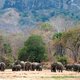 Namibië gaat wilde dieren uit natuurparken veilen om massale sterfte door droogte te voorkomen