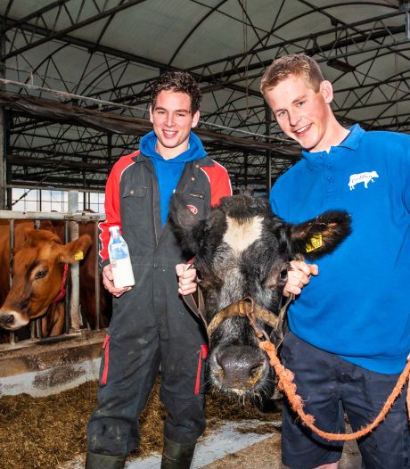 Hoogbejaarde koe Eefje (bijna 17) produceerde al 155.000 pakken melk: ‘Ze is een diesel’