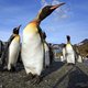 Wetenschappelijke missie naar grootste ijsberg ter wereld, die op ramkoers ligt met ‘pinguïneiland’