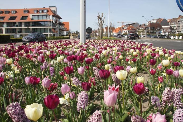 Bloemen Knokke-Heist