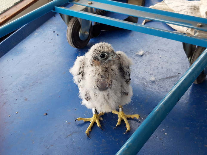 Een geringde jonge slechtvalk na het ringen in de TenneT-toren in Arnhem