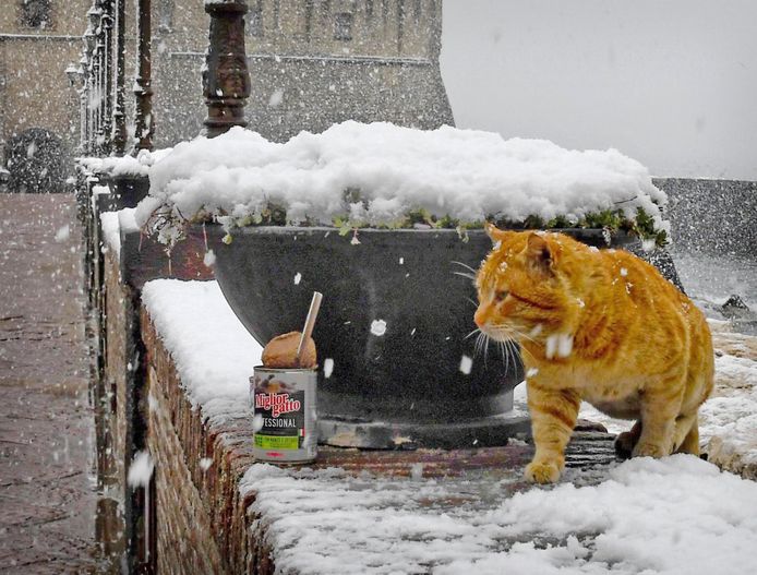 Een rode kater slentert wat rond op de met sneeuw bedekte muur van het Castel dell'Ovo, in het Italiaanse Napels. Foto Ciro Fusco