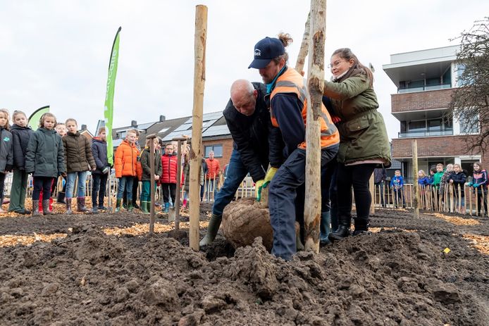Wethouder Leen Snijders plant een boom in Maasdijk, onder toeziend oog van kinderen van basisschool het Kompas.