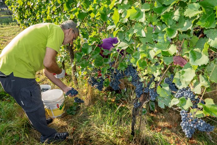 Vorig jaar werden de druiven al vroeg in september voor het eerst geplukt.