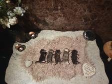 Woede en verdriet om doodgeslagen kittens in Hengelo: ‘Ze zijn vermoord en als afval gedumpt’