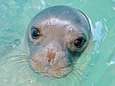 Griekenland in rouw: geliefde zeehond Kostis van dichtbij gedood met harpoengeweer