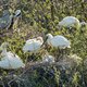 De lepelaar heeft het moeilijk op de Wadden