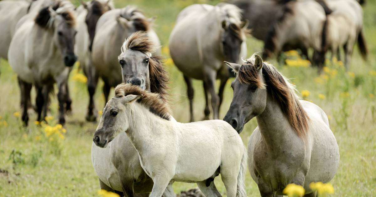 Konikpaarden moeten wijken voor kiekendief: dieren uit Oostvaardersplassen naar de slacht - De Stent
