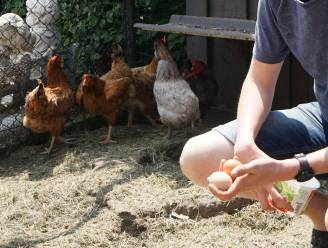 Boeren en hobbytuinders in ruime straal rond 3M-fabriek zitten met de handen in het haar: “We mogen onze eieren en groenten nog eten, maar is het wel veilig?”