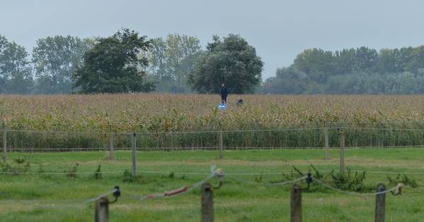 Jongen (17) aangehouden na klopjacht in maisveld in Eede | Zeeuws-Vlaanderen - PZC