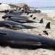 School van 150 walvissen strandt in Australische baai
