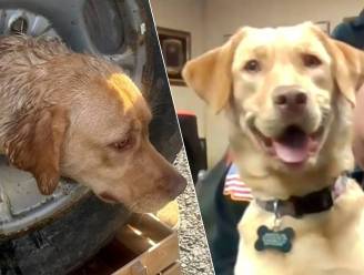 Brandweer in New Jersey redt labrador Daisy uit reservewiel: ‘Nog nooit meegemaakt’