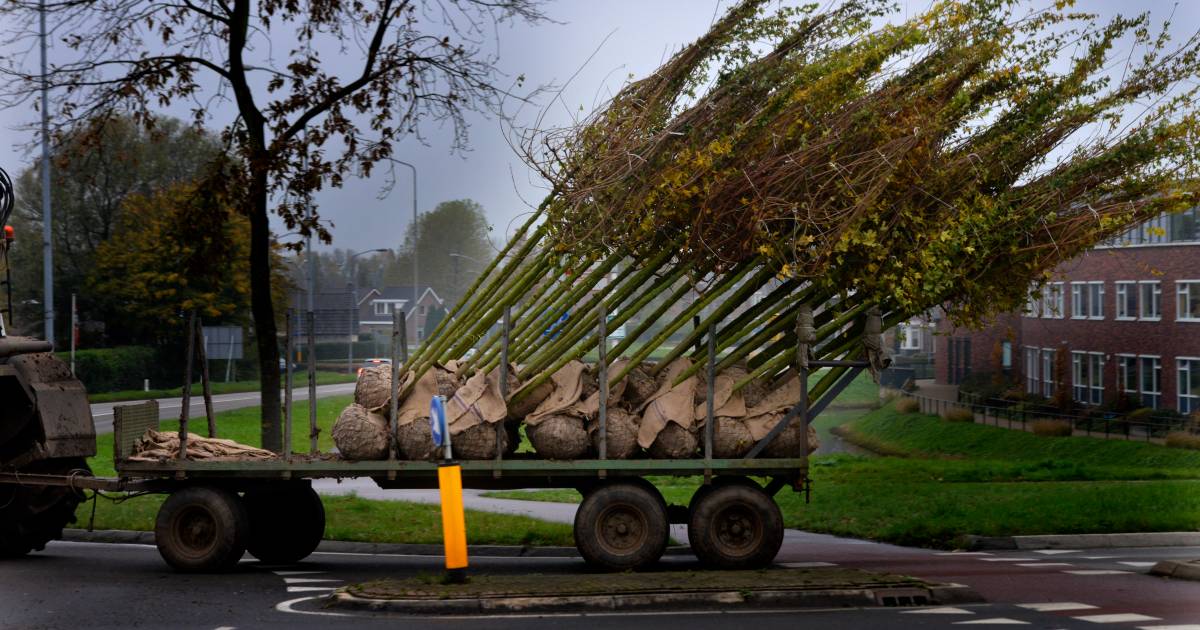 Het Weer In Opheusden Bomentransport zo veel mogelijk weg uit het dorp Opheusden