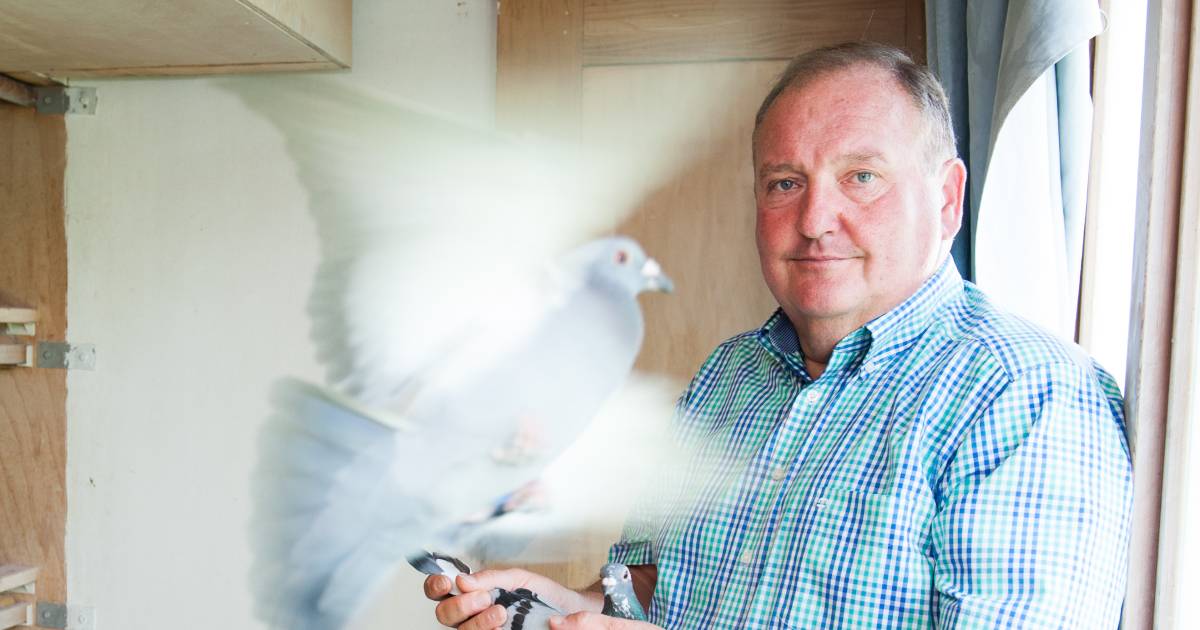 315 duiven van overleden Dirk leveren miljoenen op: ‘Topprestatie, met dank aan De Kannibaal’ | Buitenland
