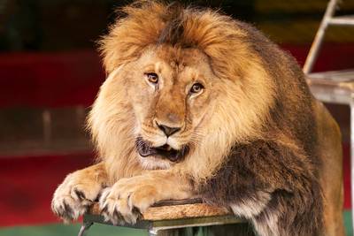 Leeuw ontsnapt uit circus in Italië, burgers opgeroepen binnen te blijven