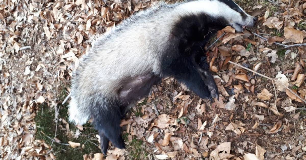 Overleven jonge dassen zonder melk van bij Witharen doodgereden moeder?