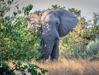 36 dode olifanten gevonden in Botswana, dieren mogelijk vergiftigd
