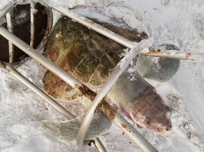 Zeldzame zeeschildpad komt vast te zitten in barkruk en sterft