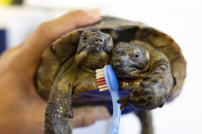 Oudste tweekoppige schildpad ter wereld wordt 25 jaar