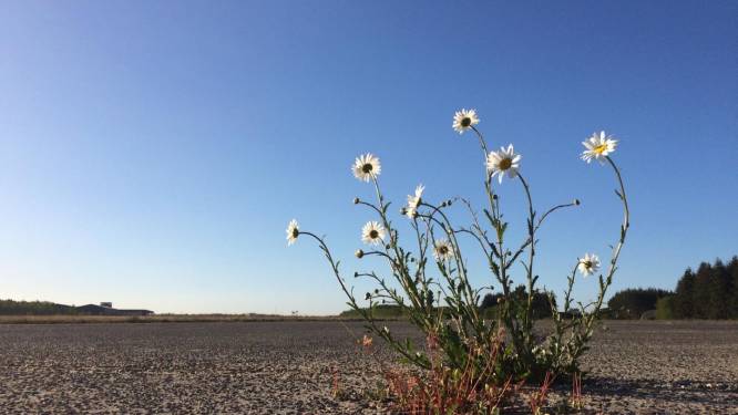 Natuur heeft vrij spel op vliegbasis Soesterberg: margrieten groeien op oude startbaan
