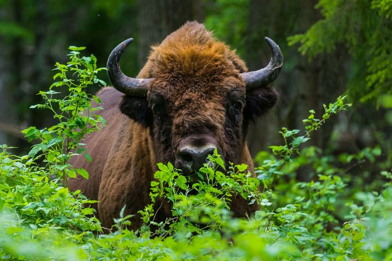 Europese bizon van dierentuin succesvol terug in het wild | Trouw