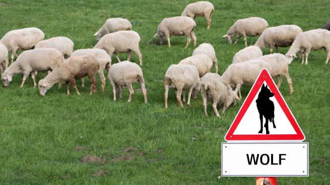 Tientallen schapen doodgebeten: ‘Die wolf móet weg uit de polder’