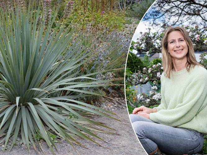 Wil je water besparen in de tuin? Deze planten hebben geen schrik van de droogte volgens onze tuinexperte