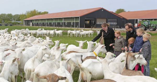 Lelijke streep door nieuwe zorgboerderij Zuid-Beijerland | Binnenland - AD.nl