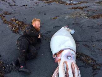 Reuzeninktvis aangespoeld voor de kust van Nieuw-Zeeland