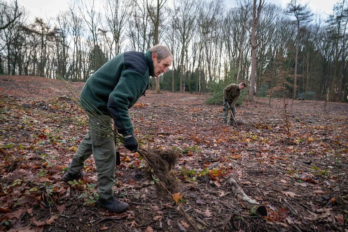 Volgens het Bomenplan van Lokaal Belang moeten voor elke gekapte boom ten minste twee nieuwe bomen geplant worden.