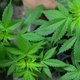 Poging om cannabisoogst te stelen loopt mis: 3 jaar cel