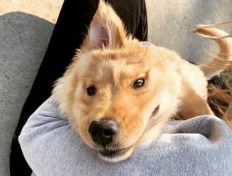 Schattig hondje met één oor boven op haar kop hit op Instagram