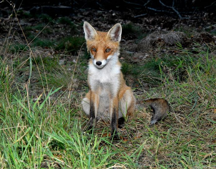Volgens verschillende wetenschappers gaan vossen zich door vossenjachten sneller voortplanten, om het territorium te bezetten. Gevolg: meer jonge vossen, die nadien opnieuw worden geschoten.
