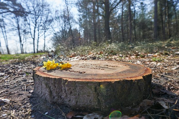 Natuurbegraafplaats de Maashorst bij Schaijk: geen zerk maar een boomschijf met de naam van de overledene.