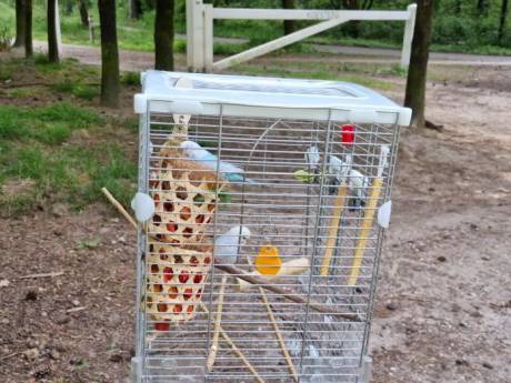 Parkieten gedumpt in bos bij Harderwijk: ‘Dit is nooit de oplossing’