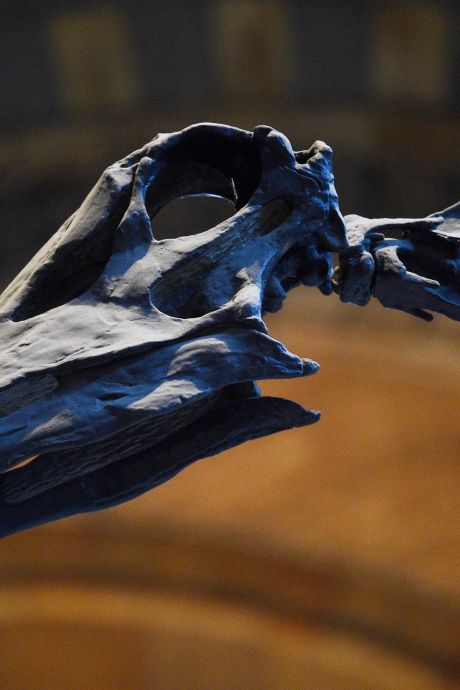 Découverte du crâne le plus complet d’un “énorme sauropode”