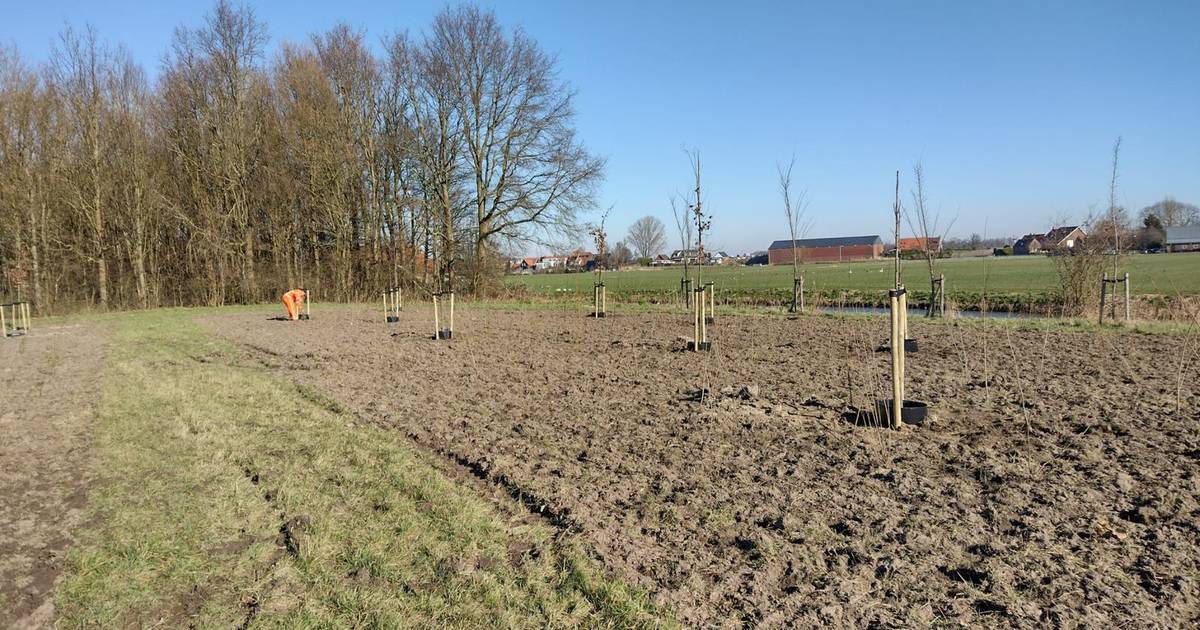 Geen aarden wal, wél bomen en struiken tegen lawaai van de A4 bij Helwijk: ‘Heel blij dat er iets ge