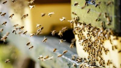Nederland Europees koploper bij import levende insecten