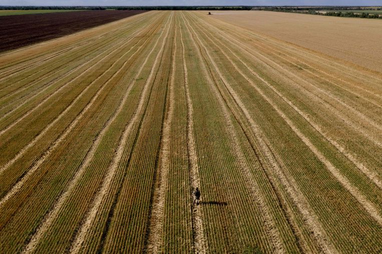 Een maaimachine haalt het graan van het veld nabij de Zuid-Oekraïense stad Melitopol. Een militair van de bezettende Russische troepenmacht houdt daarbij de wacht Beeld AFP