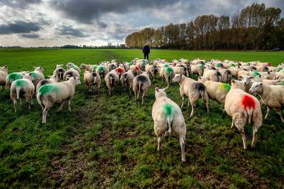 Schapen voor het blok gezet en daarna met de poten omhoog