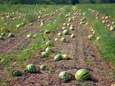 Belgische backpacker (27) sterft tijdens watermeloenen plukken in Australië
