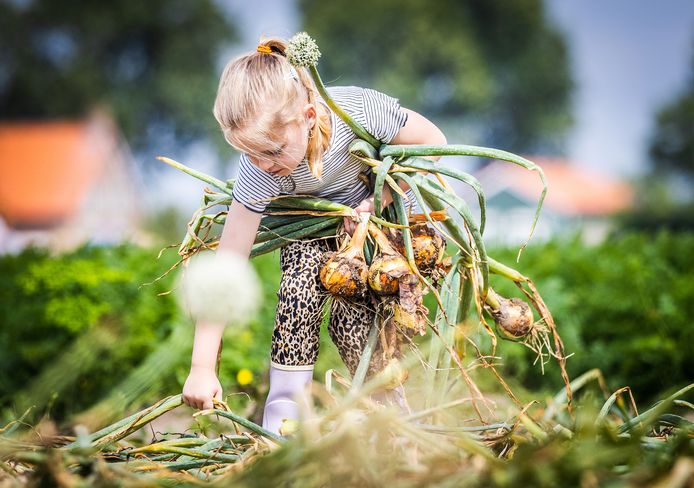Ook kinderen oogsten tijdens Beleef het en eet het in Strijen